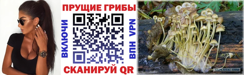 Псилоцибиновые грибы прущие грибы блэк спрут рабочий сайт Миасс купить наркоту